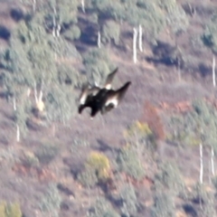 Aquila audax at Coree, ACT - 13 Aug 2018 09:46 AM