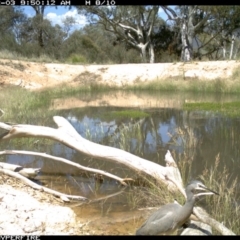 Egretta novaehollandiae (White-faced Heron) at Illilanga & Baroona - 2 Dec 2011 by Illilanga