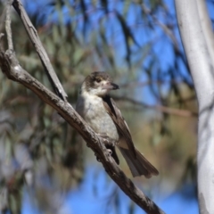 Cracticus torquatus (Grey Butcherbird) at Wamboin, NSW - 18 Jul 2018 by natureguy