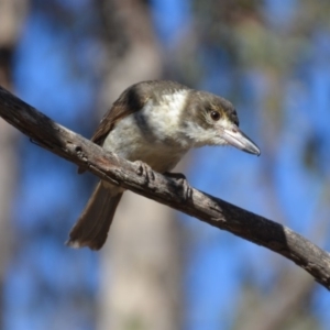 Cracticus torquatus at Wamboin, NSW - 18 Jul 2018