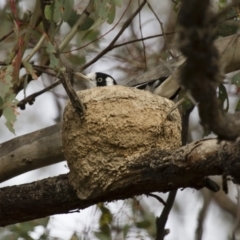 Grallina cyanoleuca (Magpie-lark) at Michelago, NSW - 1 Jan 2014 by Illilanga