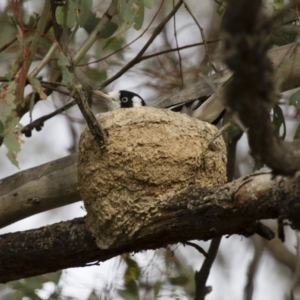 Grallina cyanoleuca at Michelago, NSW - 2 Jan 2014