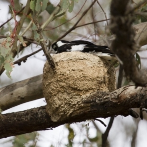 Grallina cyanoleuca at Michelago, NSW - 2 Jan 2014