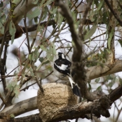 Grallina cyanoleuca at Michelago, NSW - 2 Jan 2014