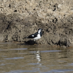 Grallina cyanoleuca at Michelago, NSW - 27 Jul 2018