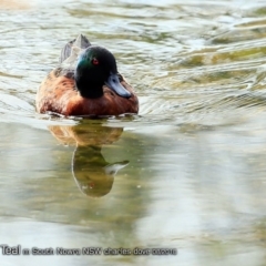 Anas castanea (Chestnut Teal) at Undefined - 9 Aug 2018 by Charles Dove