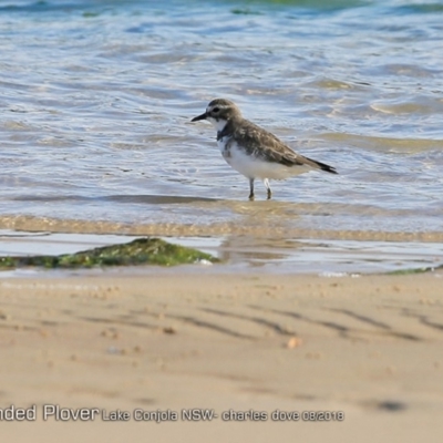 Anarhynchus bicinctus (Double-banded Plover) at Undefined - 9 Aug 2018 by CharlesDove