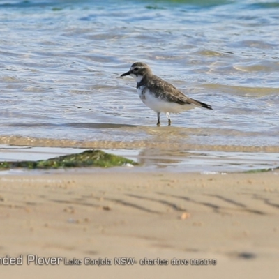 Anarhynchus bicinctus (Double-banded Plover) at Undefined - 8 Aug 2018 by Charles Dove