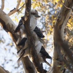 Dacelo novaeguineae (Laughing Kookaburra) at Illilanga & Baroona - 14 May 2012 by Illilanga