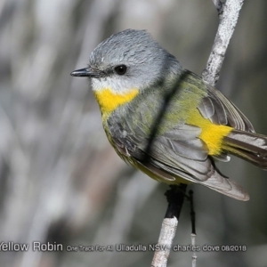 Eopsaltria australis at Ulladulla Reserves Bushcare - 9 Aug 2018 12:00 AM