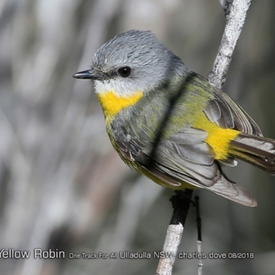 Eopsaltria australis (Eastern Yellow Robin) at Ulladulla Reserves Bushcare - 8 Aug 2018 by Charles Dove