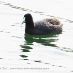 Fulica atra (Eurasian Coot) at Undefined - 10 Aug 2018 by CharlesDove