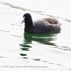 Fulica atra (Eurasian Coot) at Undefined - 9 Aug 2018 by Charles Dove