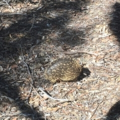 Tachyglossus aculeatus (Short-beaked Echidna) at Gungahlin, ACT - 13 Aug 2018 by Mothy