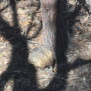 Tachyglossus aculeatus at Gungahlin, ACT - 13 Aug 2018 12:36 PM