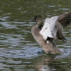 Stictonetta naevosa (Freckled Duck) at Undefined - 10 Aug 2018 by CharlesDove