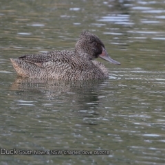 Stictonetta naevosa at undefined - 10 Aug 2018 12:00 AM