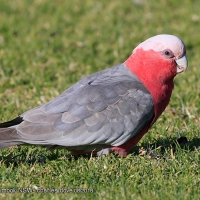Eolophus roseicapilla (Galah) at Undefined - 11 Aug 2018 by Charles Dove
