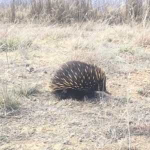 Tachyglossus aculeatus at Gungahlin, ACT - 13 Aug 2018 12:55 PM