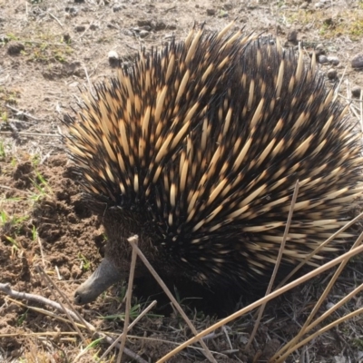 Tachyglossus aculeatus (Short-beaked Echidna) at Gungahlin, ACT - 13 Aug 2018 by Mothy