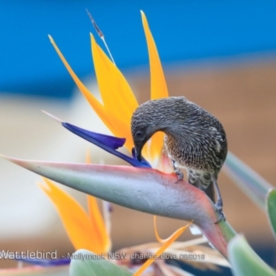 Anthochaera chrysoptera (Little Wattlebird) at Undefined - 8 Aug 2018 by Charles Dove