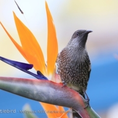 Anthochaera chrysoptera at undefined - 9 Aug 2018 12:00 AM