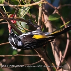 Phylidonyris novaehollandiae (New Holland Honeyeater) at Undefined - 8 Aug 2018 by Charles Dove