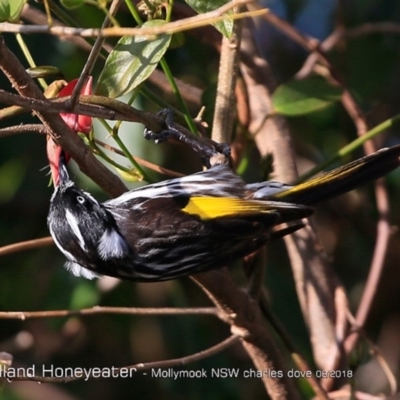 Phylidonyris novaehollandiae (New Holland Honeyeater) at Undefined - 9 Aug 2018 by CharlesDove