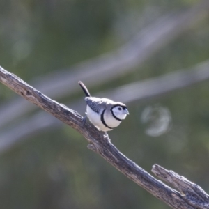 Stizoptera bichenovii at Michelago, NSW - 16 Jun 2018