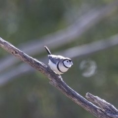 Stizoptera bichenovii (Double-barred Finch) at Michelago, NSW - 16 Jun 2018 by Illilanga