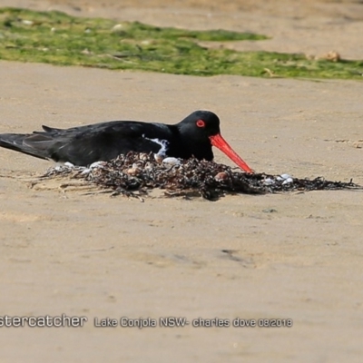 Haematopus longirostris (Australian Pied Oystercatcher) at Undefined - 9 Aug 2018 by CharlesDove