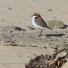 Anarhynchus ruficapillus (Red-capped Plover) at Undefined - 9 Aug 2018 by CharlesDove