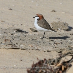 Charadrius ruficapillus (Red-capped Plover) at Undefined - 8 Aug 2018 by Charles Dove