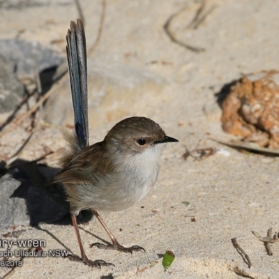 Malurus cyaneus (Superb Fairywren) at Undefined - 8 Aug 2018 by CharlesDove