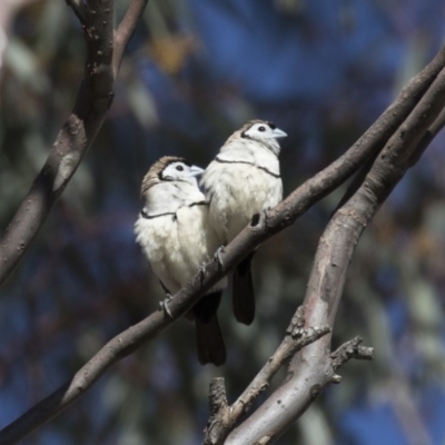 Stizoptera bichenovii (Double-barred Finch) at Michelago, NSW - 1 Jul 2018 by Illilanga