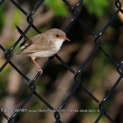 Malurus cyaneus (Superb Fairywren) at Undefined - 8 Aug 2018 by CharlesDove