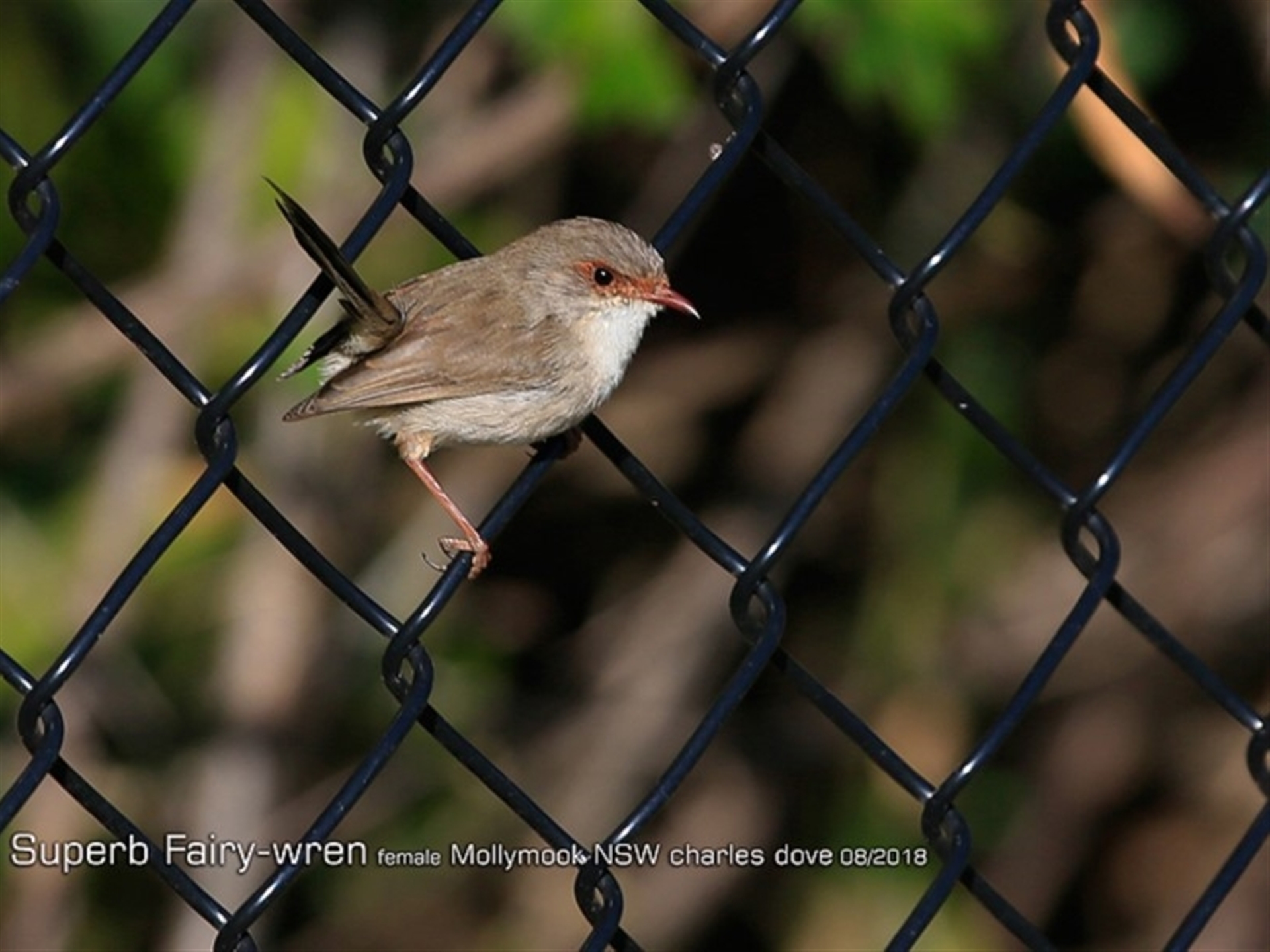 Malurus cyaneus at undefined - 9 Aug 2018 12:00 AM