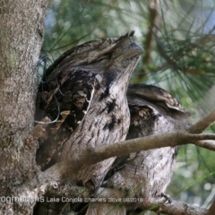 Podargus strigoides (Tawny Frogmouth) at Conjola Lake Walking Track - 8 Aug 2018 by Charles Dove