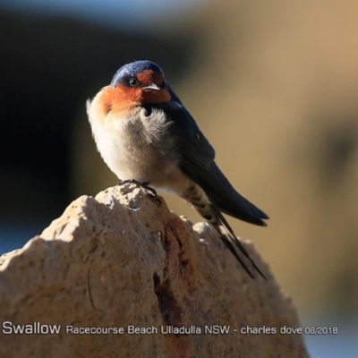 Hirundo neoxena (Welcome Swallow) at South Pacific Heathland Reserve - 7 Aug 2018 by Charles Dove