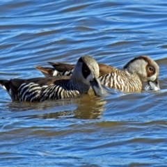 Malacorhynchus membranaceus (Pink-eared Duck) at Jerrabomberra Wetlands - 13 Aug 2018 by RodDeb