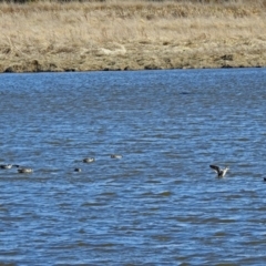 Malacorhynchus membranaceus at Fyshwick, ACT - 13 Aug 2018