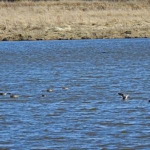 Malacorhynchus membranaceus at Fyshwick, ACT - 13 Aug 2018