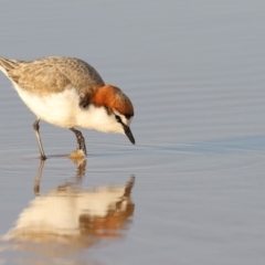 Charadrius ruficapillus (Red-capped Plover) at Merimbula, NSW - 13 Aug 2018 by Leo