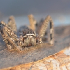 Neosparassus sp. (genus) (Unidentified Badge huntsman) at Wamboin, NSW - 2 Aug 2018 by natureguy