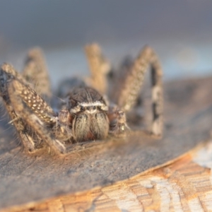 Neosparassus sp. (genus) at Wamboin, NSW - 2 Aug 2018