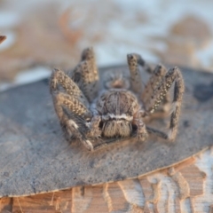 Neosparassus sp. (genus) at Wamboin, NSW - 2 Aug 2018