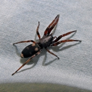 Lampona sp. (genus) at Macarthur, ACT - 13 Aug 2018