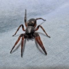 Lampona sp. (genus) at Macarthur, ACT - 13 Aug 2018