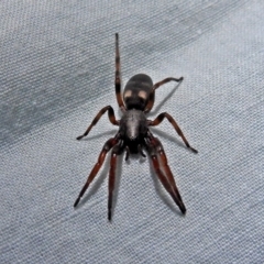 Lampona sp. (genus) at Macarthur, ACT - 13 Aug 2018