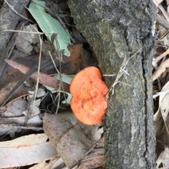 Trametes coccinea at Manyana Inyadda Drive development area - 13 Aug 2018